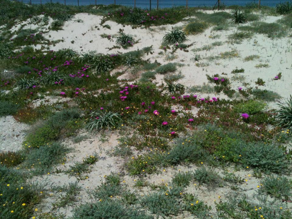 Golfo Dell'asinara Platamona